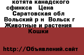 котята канадского сфинкса › Цена ­ 2 500 - Саратовская обл., Вольский р-н, Вольск г. Животные и растения » Кошки   